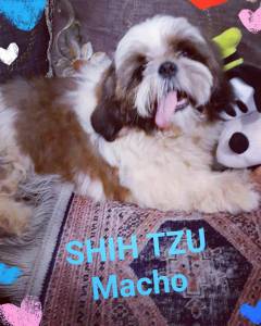 OS MAIS LINDOS FILHOTES DE SHIH-TZU