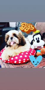 OS MAIS LINDOS FILHOTES DE SHIH-TZU