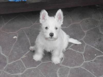 West Highland White Terrier