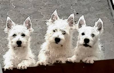 West Highland White Terrier