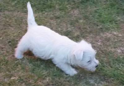 West Highland White Terrier