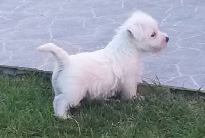 West Highland White Terrier