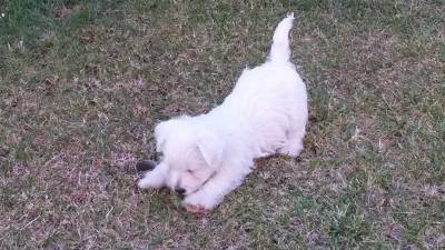 West Highland White Terrier