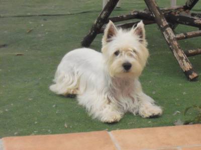 West Highland White Terrier