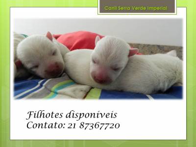 Westies disponveis