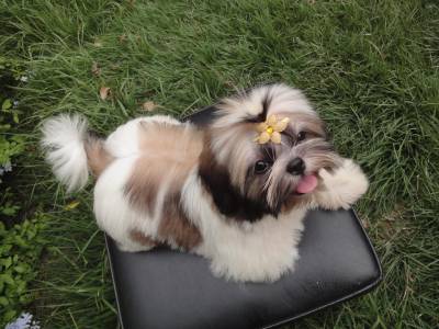 Filhotes de Shih tzu