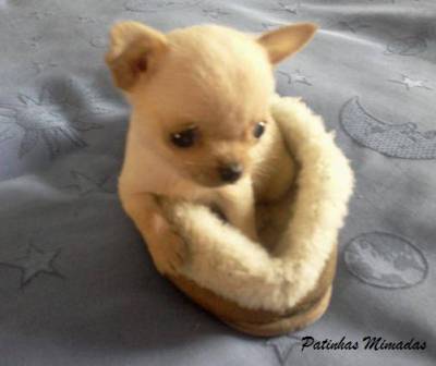 Patinhas Chihuahua o cão de bolso Patinhas Chihuahua o cão de bolso
