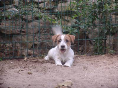 JACK RUSSELL TERRIER-- FILHOS DE MULTICAMPEES