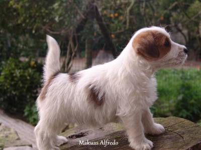 JACK RUSSELL TERRIER-- FILHOS DE MULTICAMPEES