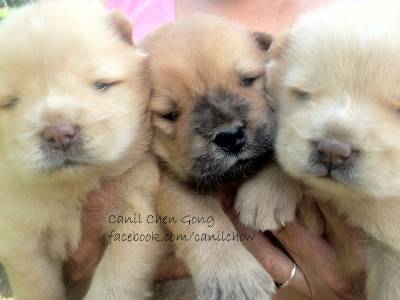 filhotes de chow chow