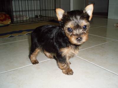 Lindos Machos yorkshire terrier mini puros Lindos Machos yorkshire terrier mini puros