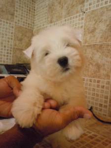 Filhotes de West Highland White Terrier RJ Filhotes de West Highland White Terrier RJ