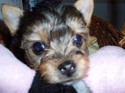 cachorras yorkshire mini puras cachorras yorkshire mini puras