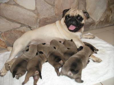 filhote de pug