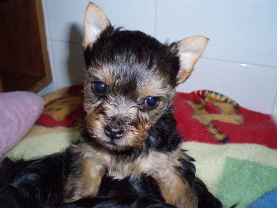 cachorrinho yorkshire terrier mini lindo