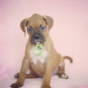 Boxer Dourado com Branco