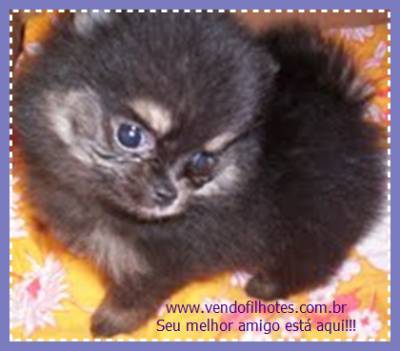 SPITZ ANÃO LULU DA POMERANIA PARCELAMOS SPITZ ANÃO LULU DA POMERANIA PARCELAMOS