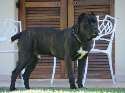 CANE CORSO