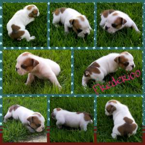 Maravilhosos Bulldog Ingls