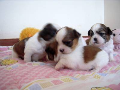 shih-tzu filhotes shih-tzu filhotes