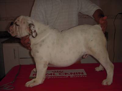 bulldog ingles filhotes