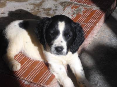 springer spaniel