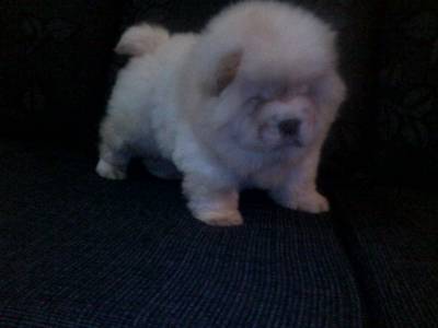 filhotes de chow chow branco americano