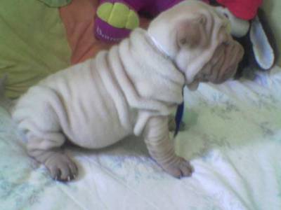 shar pei