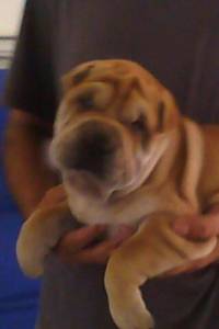 shar pei otimo padrao dourado