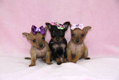 Pinscher Tamanho Raro