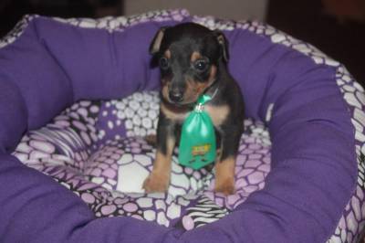 Pinscher Tamanho Raro