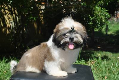 Shih Tzu dourado e branco