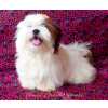 Shih-tzu femea linhagem especial