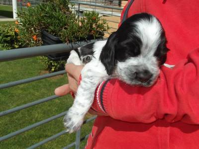 English Cocker Spaniel