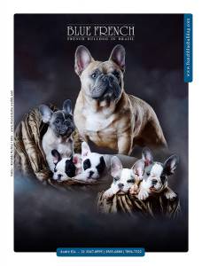Bulldog Francs