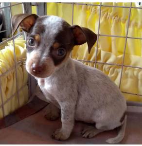 Fox Paulistinha- Terrier Brasileiro Fox Paulistinha- Terrier Brasileiro