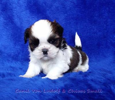 macho shih-tzu tricolor