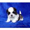 Shih-tzu macho shih-tzu tricolor