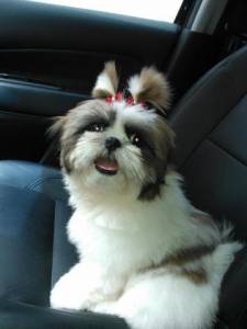 feminhas shihtzu pentrega