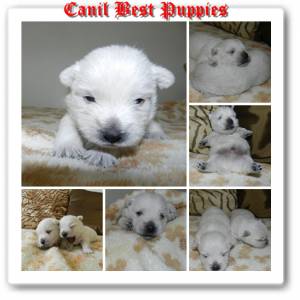 West Highland White Terrier