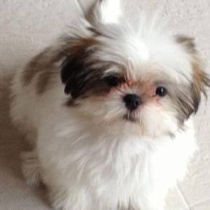 SHIHTZU FILHOTES PENTREGA ZLESTE SP