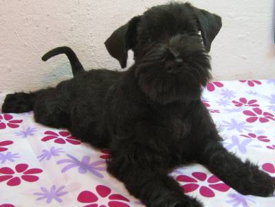 schnauzer miniatura