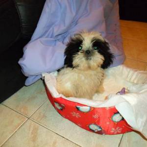 lindo machinho de shihtzu mini pandinha pentrega