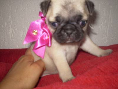 Lindos Pugs