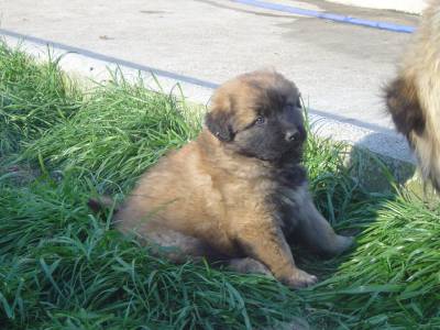 Cachorros Serra da Estrela