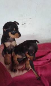 pinscher miniatura pinscher miniatura
