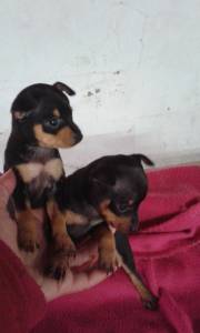 pinscher miniatura