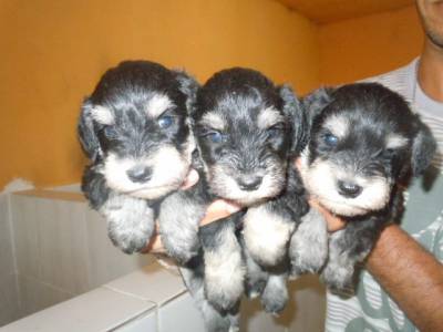 Canil Tu perro Schnauzer Mini seis X cartao Canil Tu perro Schnauzer Mini seis X cartao