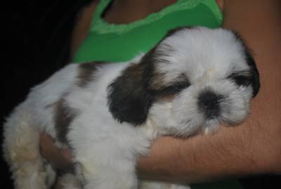 Shih Tzu vermelho e branco