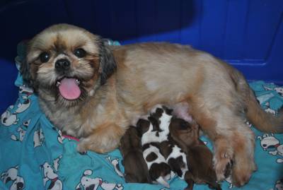 Shih Tzu dourado e branco